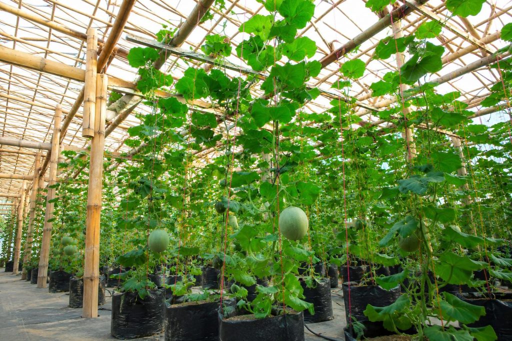Deretan tanaman tumbuh subur di dalam greenhouse modern, menghadirkan konsep agrowisata edukatif yang kini ramai dikunjungi masyarakat.
