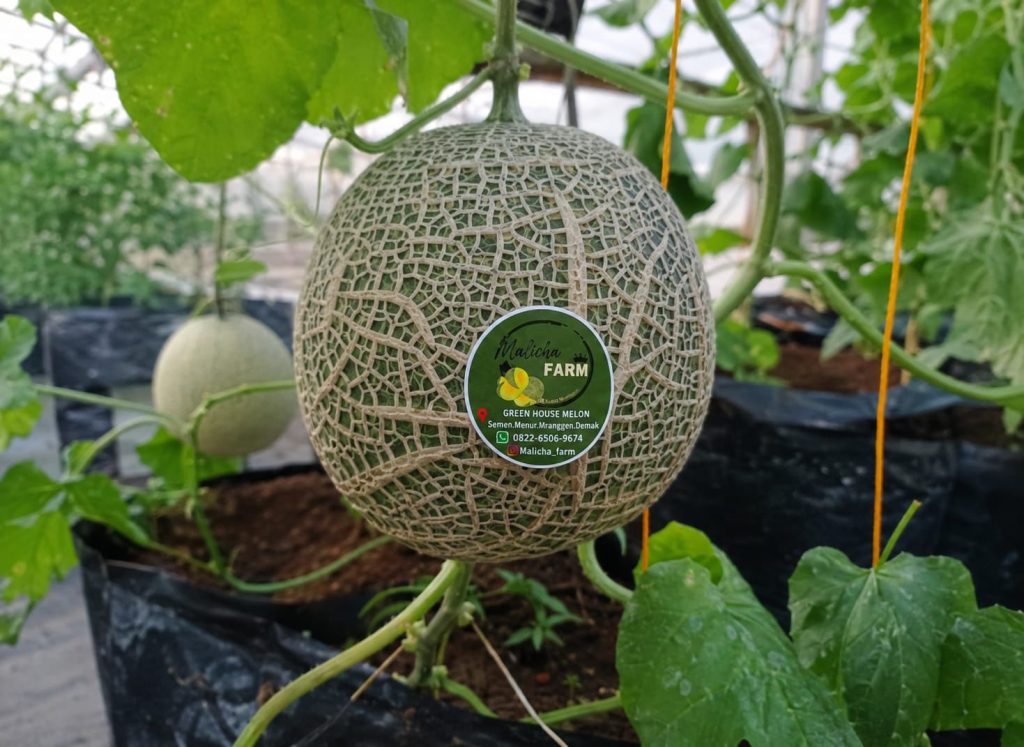 Melon premium hasil budidaya hidroponik di Green House Malicha Farm memiliki rasa manis alami dan kualitas unggulan yang menjadi daya tarik pengunjung.