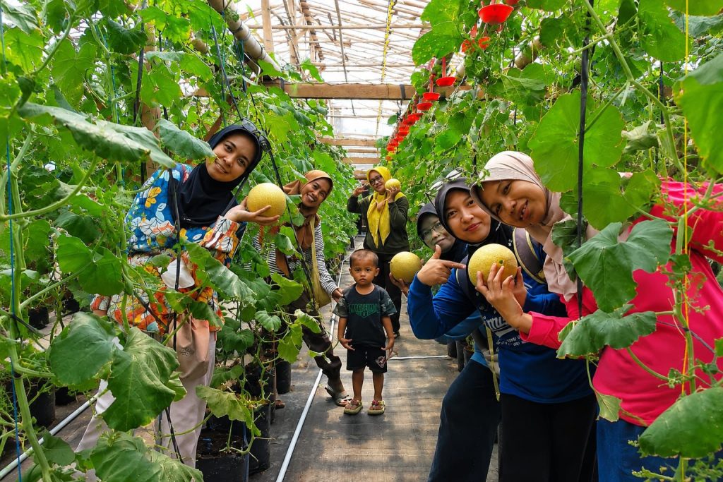 Pengunjung memetik melon premium di Green House Malicha Farm, Desa Semen, Kecamatan Mranggen, Kabupaten Demak.